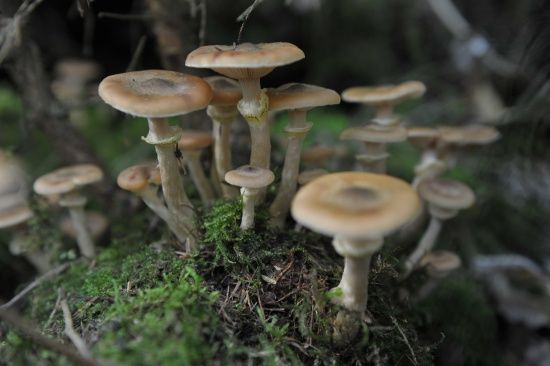 На Волині вагітна жінка отруїлася грибами: дитину не врятували