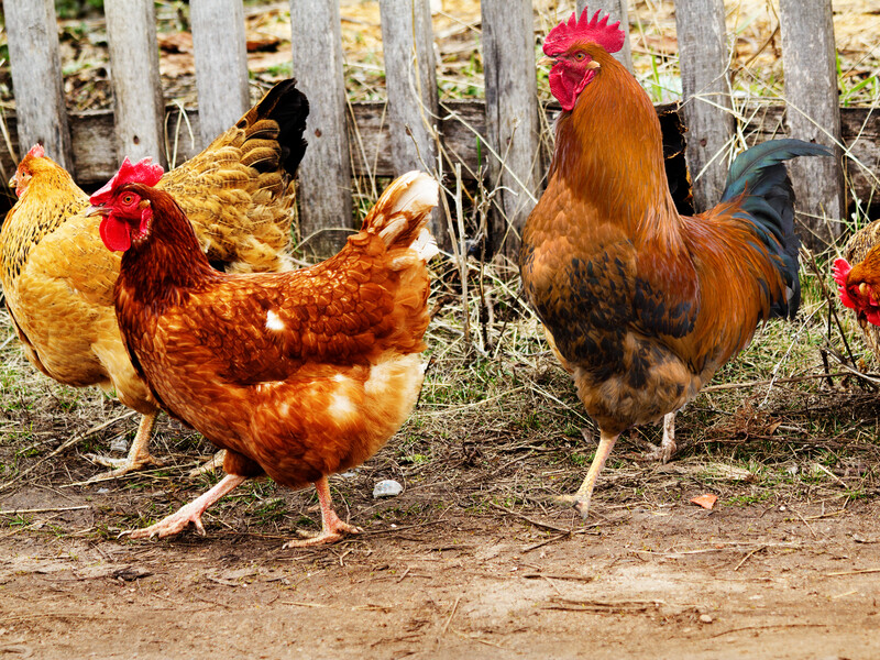 Додайте це до зерна – і кури восени нестимуть яйця без зупинки. Рецепт поживної суміші Додайте це до зерна – і кури восени нестимуть яйця без зупинки. Рецепт поживної суміші