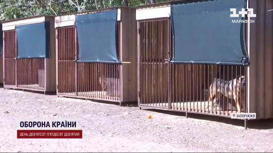 У Запоріжжі у притулку опікуються 520 тваринами: волонтерам потрібна допомога