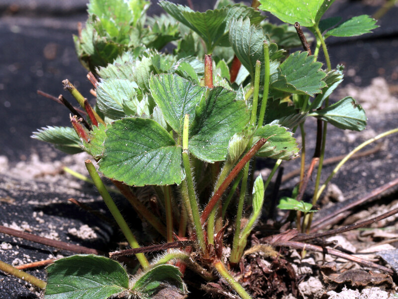 "Навіть якщо вони переживуть холод, урожай буде низьким". Чи варто обрізати кущі полуниці