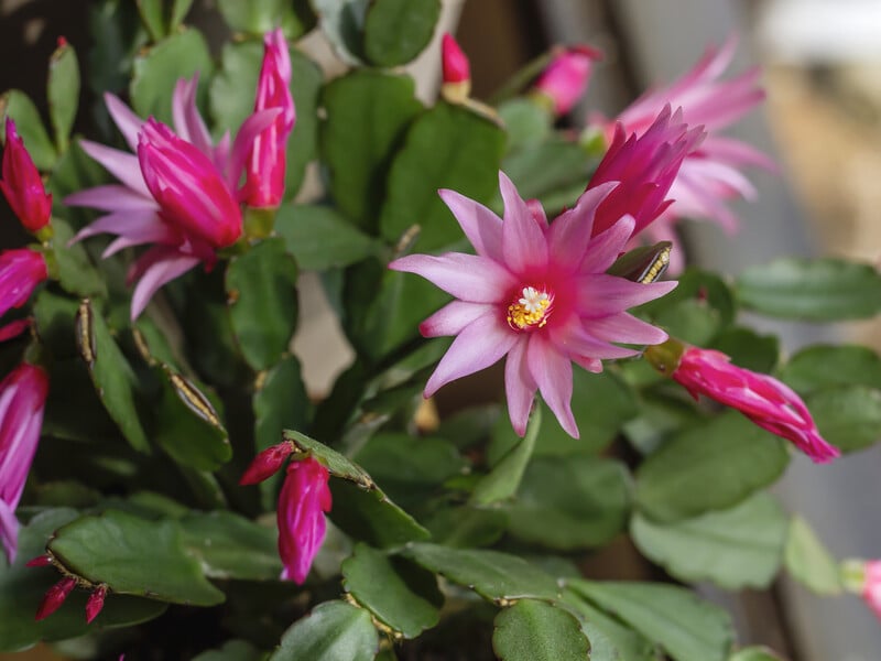 Відпочиває в жовтні, закладає бутони в лютому, а цвіте у травні. Правила догляду за ріпсалідопсисом Відпочиває в жовтні, закладає бутони в лютому, а цвіте у травні. Правила догляду за ріпсалідопсисом