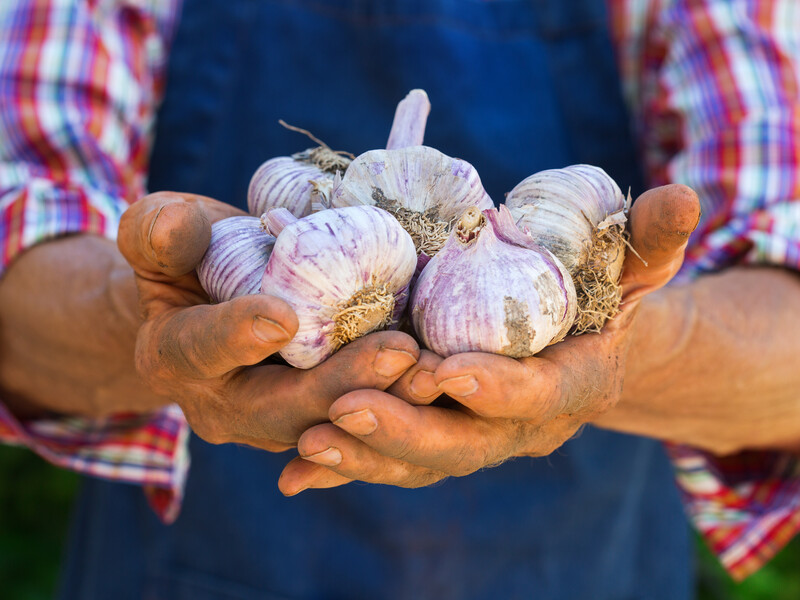 Часник розміром як кулак без добрив і перекопування ґрунту! Грядка навіть не знадобиться
