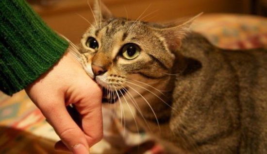 Чому коти кусаються: основні причини на думку експертів