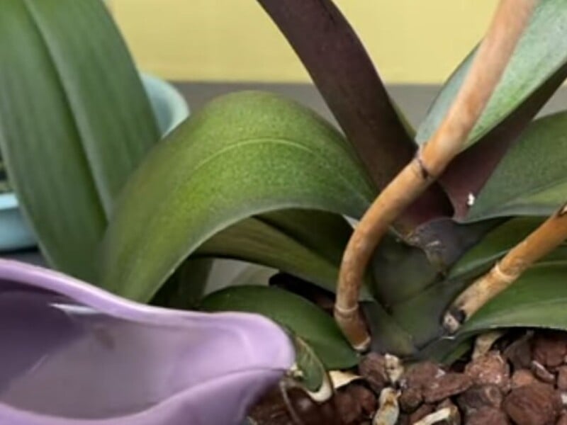 Зробіть це перед самісіньким поливом – й орхідеї зможуть знову цвісти. Рецепт ефективного підживлення без хімії Зробіть це перед самісіньким поливом – й орхідеї зможуть знову цвісти. Рецепт ефективного підживлення без хімії