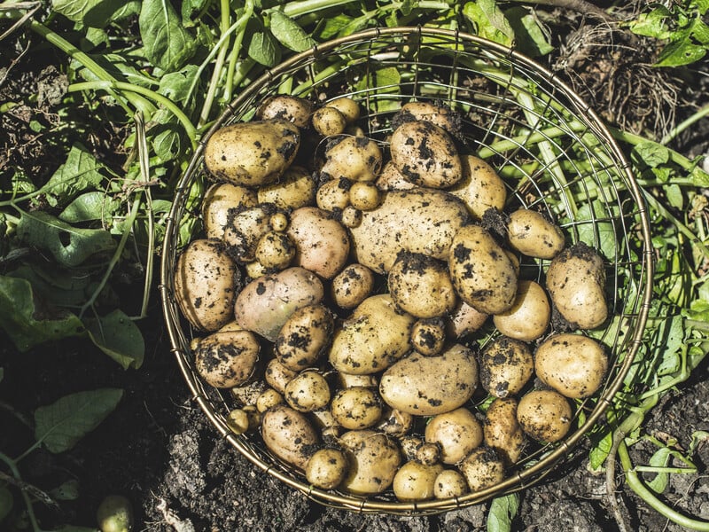 Чому цього року картопля виросла дрібною й гнилою. Агроном радить, як запобігти низький врожайності