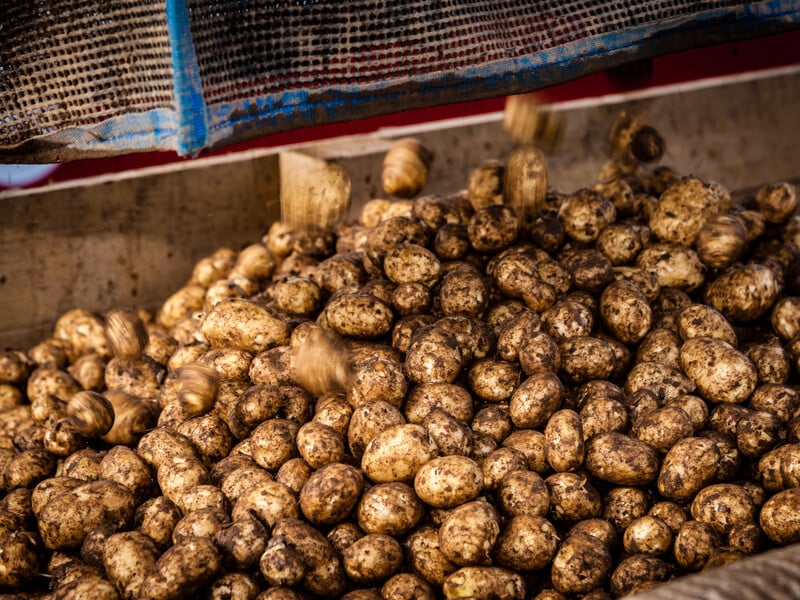 Поставте це в льоху – і картопля ідеально збережеться до весни. Секретний лайфхак від городників Поставте це в льоху – і картопля ідеально збережеться до весни. Секретний лайфхак від городників