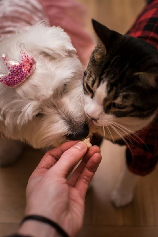 З чого роблять корм для собак і котів: як вибрати найкращий варіант, на що звернути увагу З чого роблять корм для собак і котів: як вибрати найкращий варіант, на що звернути увагу