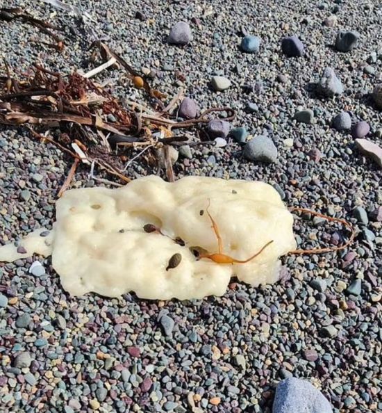 Ніхто не знає, що це: на берег викинуло загадкові "тістоподібні" білі краплі – фото