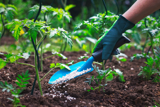 Ефективні засоби для розкислення ґрунту: зараз якраз це потрібно робити