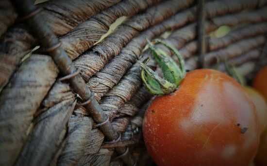 Про цю хитрість не знають навіть досвідчені городники: навіщо закопувати на грядках стиглі помідори