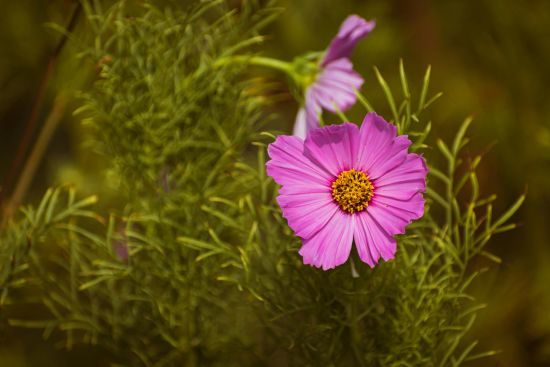 День ангела 1 жовтня: кого та як вітати з іменинами