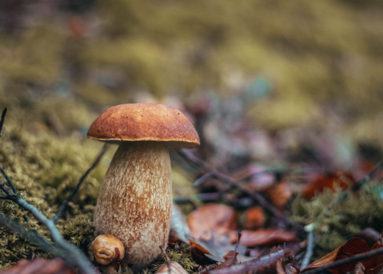 Грибний сезон в розпалі: де в Україні ростуть білі гриби і як їх обробляти