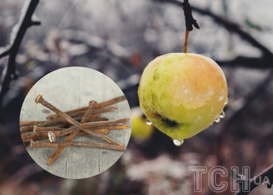 Як омолодити навіть стару яблуню в саду і до чого тут іржаві цвяхи: безцінний винахід садівників