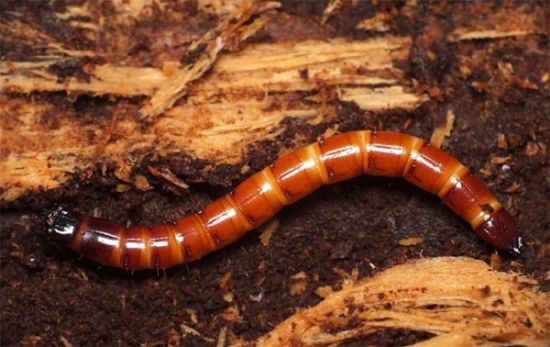 Як знищити дротяників на городі: всі дієві способи