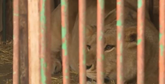 У зоопарку Рівного прокоментували смерть левиці: деталі