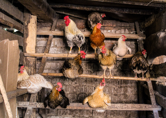 П'ять способів, як утеплити сарай для кур зсередини, щоб взимку пернатим було тепло