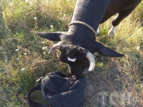 Корова затоптала на смерть 29-річну дівчину, яка хотіла її сфотографувати