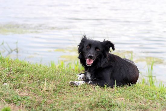 На Миколаївщині чоловік викинув собаку з дев'ятого поверху