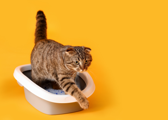 Навіщо експерти радять сипати соду в котячий лоток: і ще 6 трюків з нею, за які тварина буде вдячна Навіщо експерти радять сипати соду в котячий лоток: і ще 6 трюків з нею, за які тварина буде вдячна