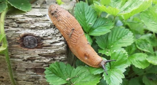 Кращий народний засіб від слимаків: перевірений, дешевий засіб, який допоможе позбавитись шкідників