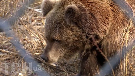 На Прикарпатті ведмедиця пошматувала грибника: четверо хірургів рятували йому життя