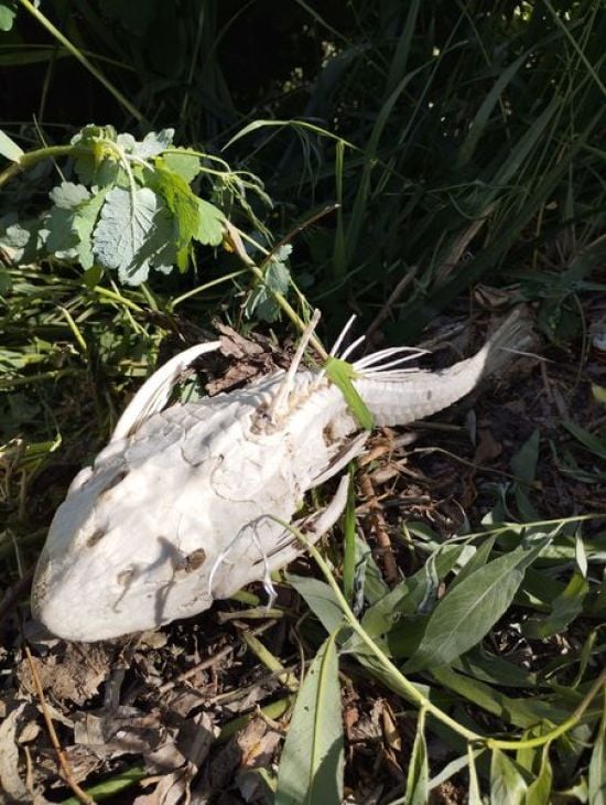 На Київщині виявили екзотичну рибу, яка водиться в Амазонці – фото "монстра"