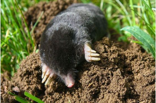 Щоб позбутися кротів, посадіть ці рослини у жовтні