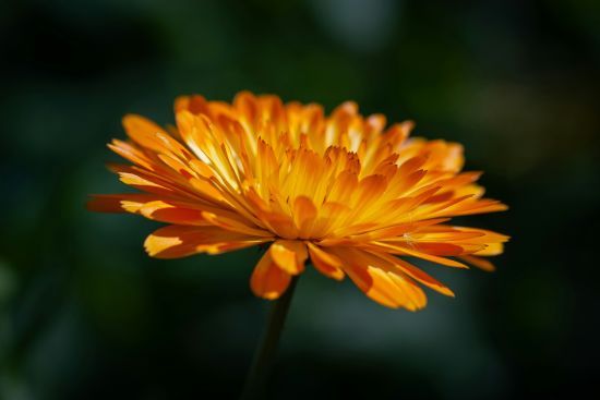 День ангела 12 жовтня: кого та як вітати з іменинами