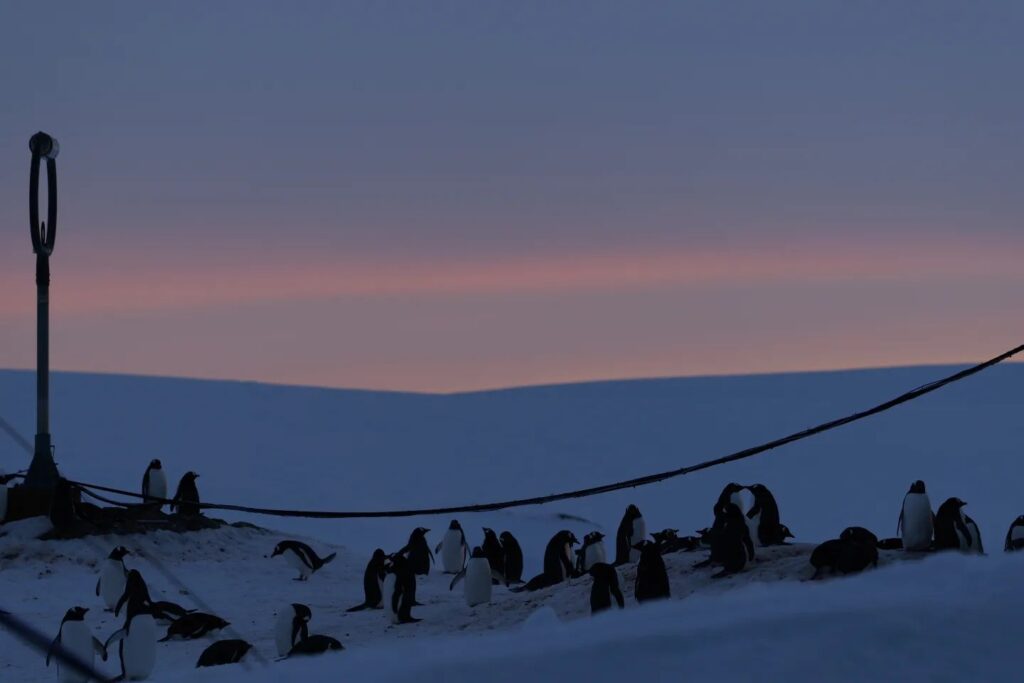 Велике повернення пінгвінів: українські полярники поділилися новими фото