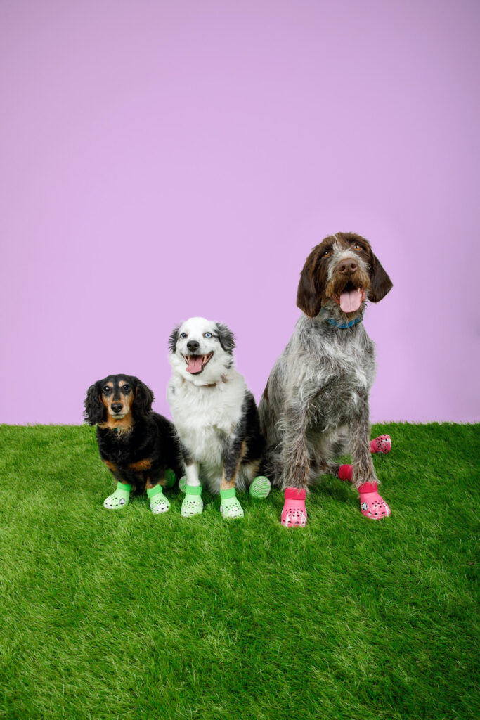 Crocs створили черевики для собак