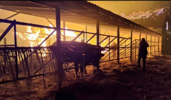На Дніпропетровщині під час пожежі на конефермі загинуло 140 тварин (фото)