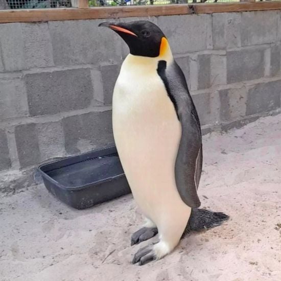 Пінгвін вперше здійснив рекордний заплив з Антарктиди: куди він дістався (фото) Пінгвін вперше здійснив рекордний заплив з Антарктиди: куди він дістався (фото)