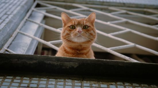 Викинула кота з 8-го поверху: в Києві судили жінку за вбивство тварини