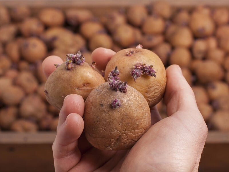 Покладіть це листя в ящик – і картопля не буде проростати. Перевірені поради, як зберігати врожай