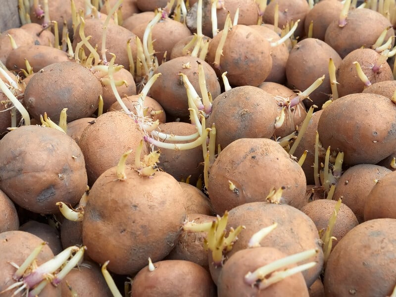 Скористайтеся цими секретами – і картопля у сховищі не псуватиметься до 10 місяців