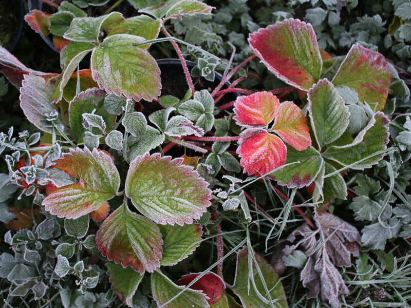 Як найкраще вкривати полуницю на зиму, щоб вона не вимерзла взимку і зберегла родючість