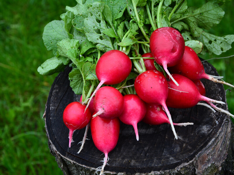 Метод саджання зимової редиски. Дізнайтеся, після яких овочів на грядці вона добре плодоноситиме