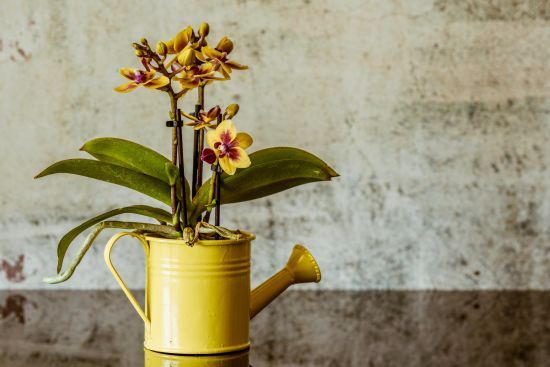 П'ять помилок у догляді за орхідеєю, які можуть призвести до загибелі квітки П'ять помилок у догляді за орхідеєю, які можуть призвести до загибелі квітки