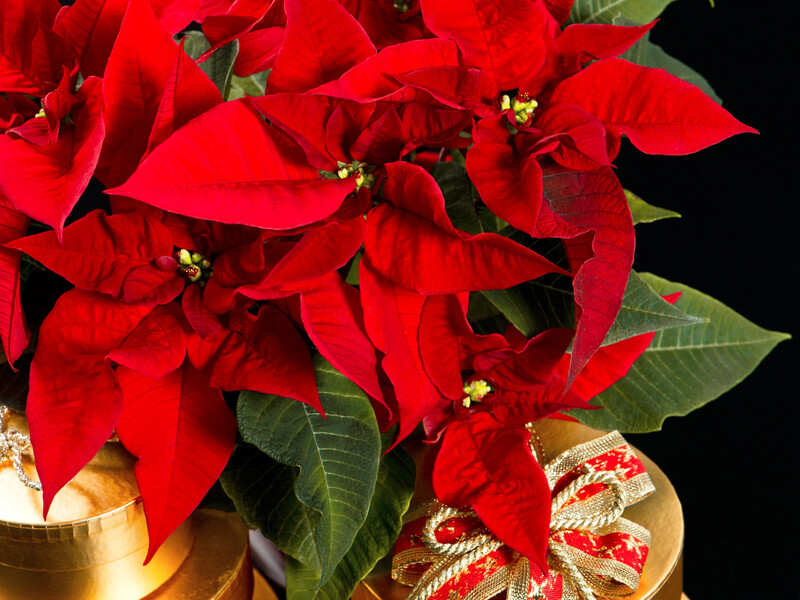 Як доглядати за пуансетією, щоб вона не в’янула: поради британських садівників