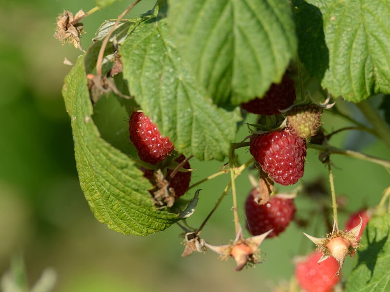 Якщо посадите тут малину – врожаю не дочекаєтеся. Названо місця, які не підходять для малинника Якщо посадите тут малину – врожаю не дочекаєтеся. Названо місця, які не підходять для малинника
