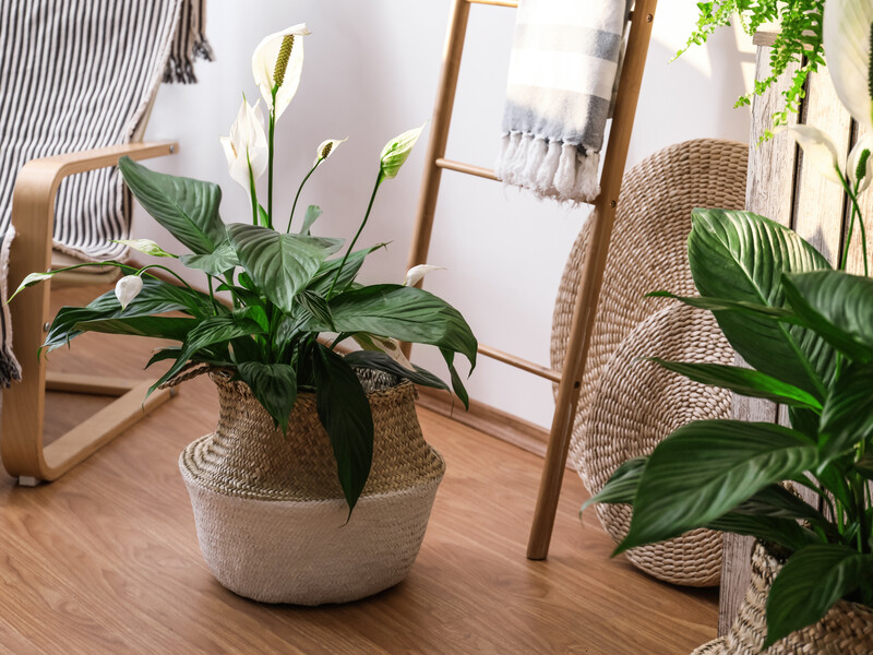 Виконайте ці дві умови – і спатифілум почне цвісти