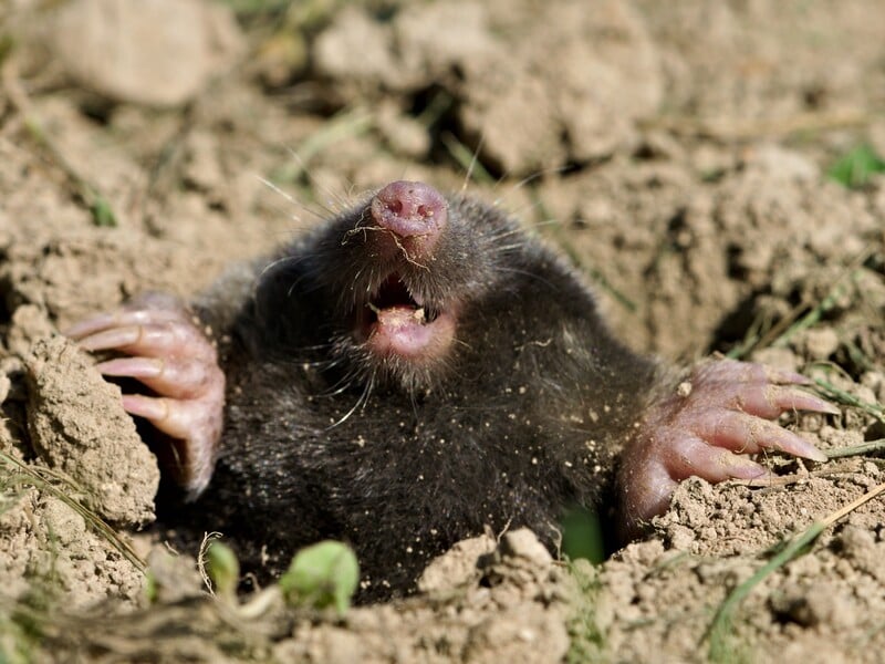 У листопаді посадіть це на ділянці – і кроти до вас більше не сунуться У листопаді посадіть це на ділянці – і кроти до вас більше не сунуться