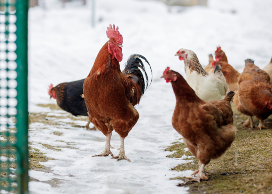 Якщо ваша курка це побачить, про яйця можете забути: фермерка розповіла, що впливає на відкладання