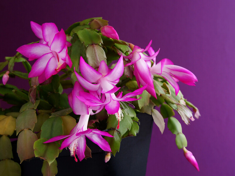 Чому ваш рідзвяник не цвіте – шість порад для появи квітів під новорічні свята