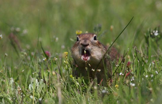 Маленькі рятівники природи: як ховрахи відновили випалену вулканом землю
