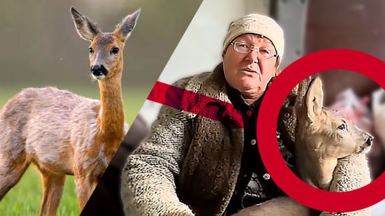 Жінка врятувала козулю з-під обстрілів у Куп’янську: зворушлива історія, яка розчулила українців