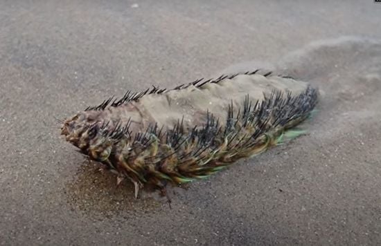 "Іншопланетне вторгнення": дивна істота налякала людей на пляжі (відео)