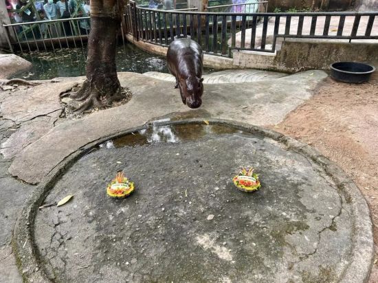 Вірусний бегемотик Му Денг спрогнозував результати виборів у США – фото