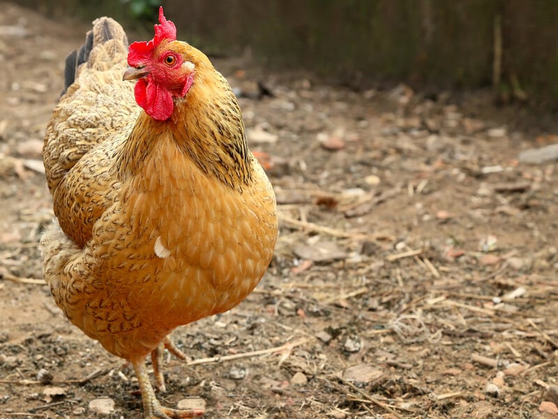 Змішайте це з водою – і кури взимку нестимуть яйця. Рецепт дешевого домашнього комбікорму Змішайте це з водою – і кури взимку нестимуть яйця. Рецепт дешевого домашнього комбікорму