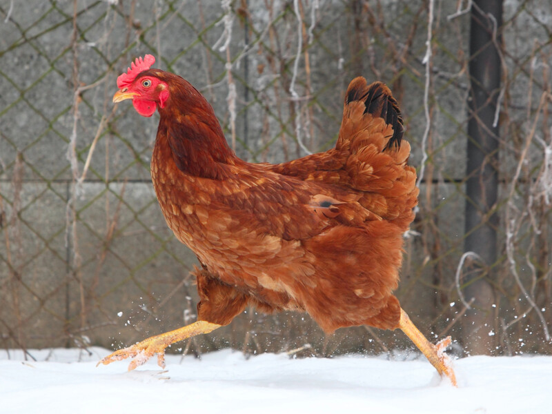 Якщо в курнику цього надто багато – яєць не буде. Порада, яка допоможе куркам добре нестися Якщо в курнику цього надто багато – яєць не буде. Порада, яка допоможе куркам добре нестися